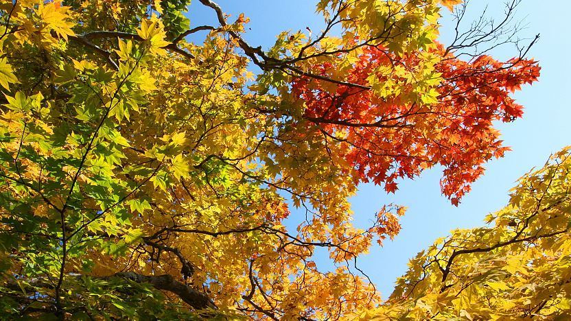 Autumn.jpg